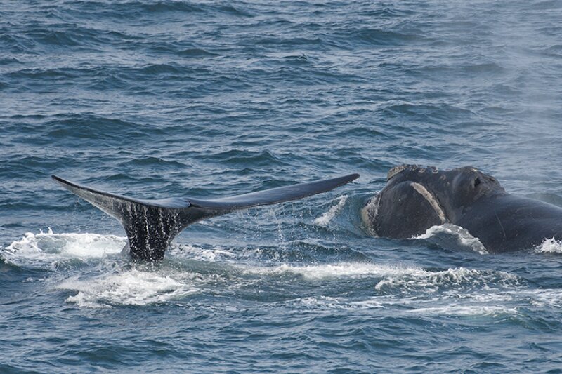 Humpback whales surfacing in Glacier Bay